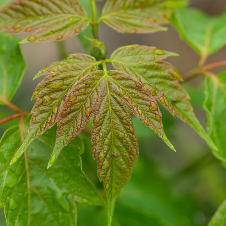 Box Elder Maple Tree | Native Tree for Large Spaces – Ever Green Trees ...