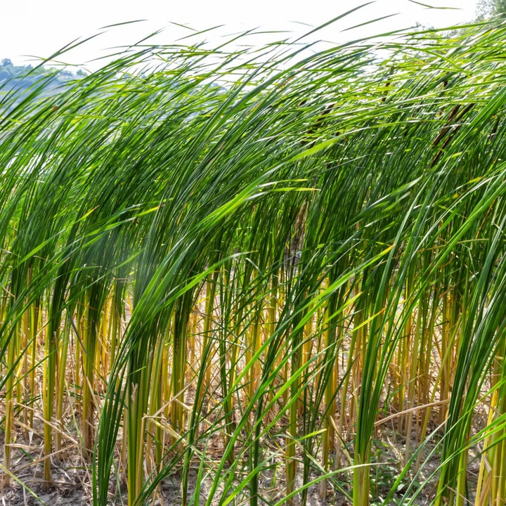 Buy Bulrush | Schoenoplectus spp for Ponds & Wetlands – Ever Green ...