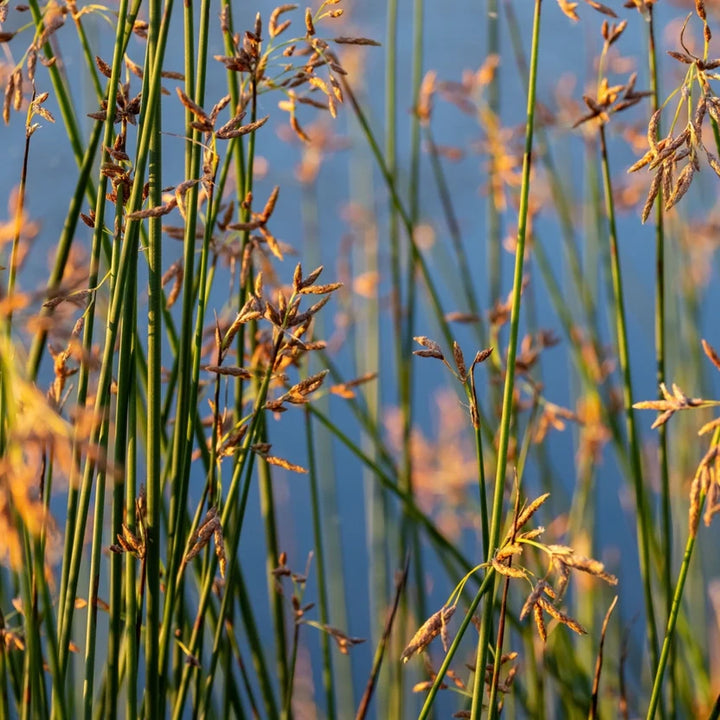 Small Bulrush Buy Bulrush | Schoenoplectus spp for Ponds & Wetlands – Ever Green ...