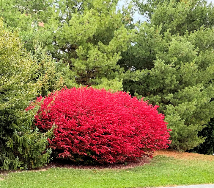 Buy Red Burning Bush Shrub - Bright Red Beauty for Landscape – Ever ...