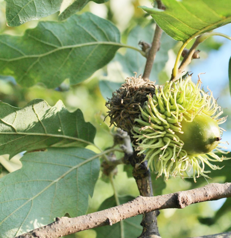 Bur Oak Trees for Sale | Long-Living Shade Oak – Ever Green Trees Store