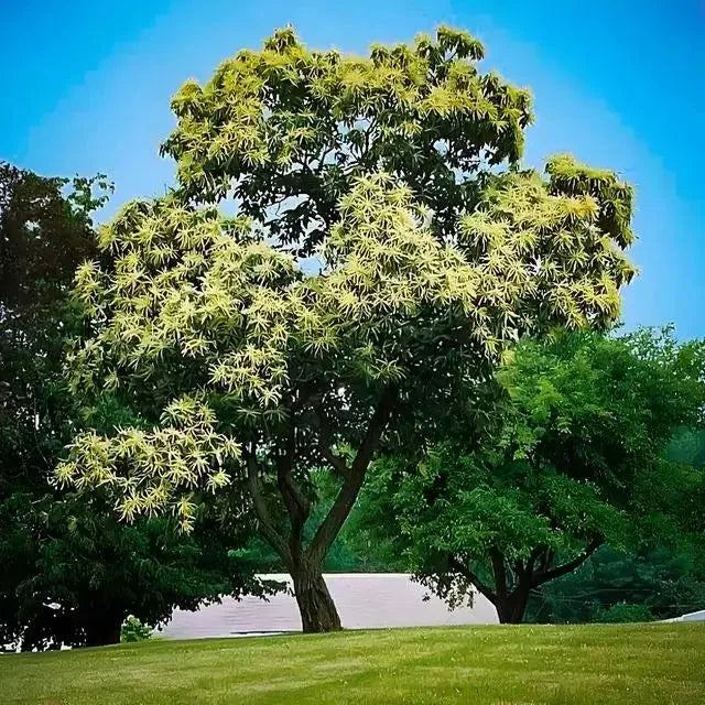 Burr Oak for Sale | Healthy Quercus macrocarpa Saplings – Ever Green ...