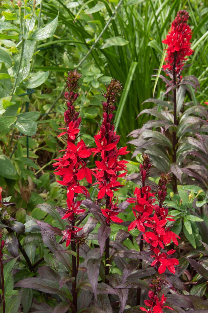 Cardinal Flower Plants for Sale | Lobelia cardinalis – Ever Green Trees ...
