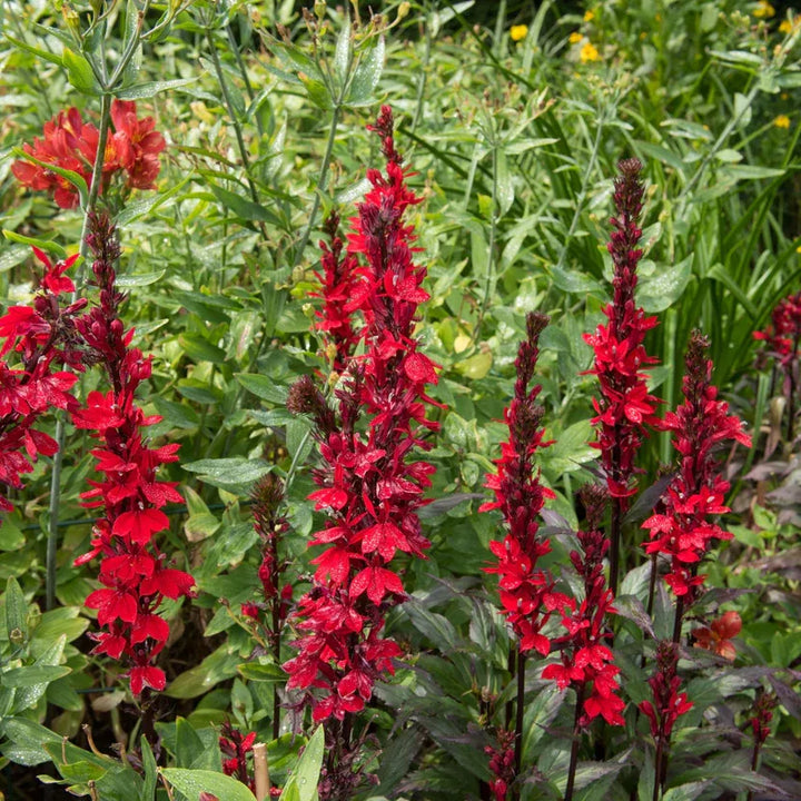Cardinal Flower Plants for Sale | Lobelia cardinalis – Ever Green Trees ...