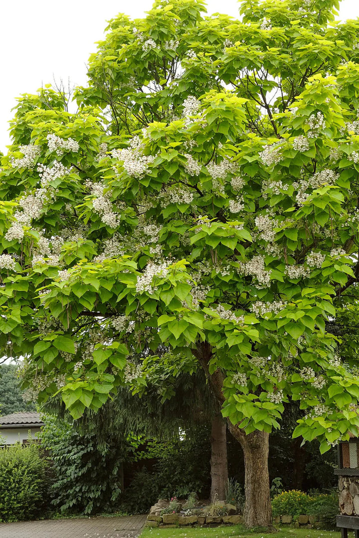 Catalpa Tree | Fast-Growing Flowering Shade Tree – Ever Green Trees Store