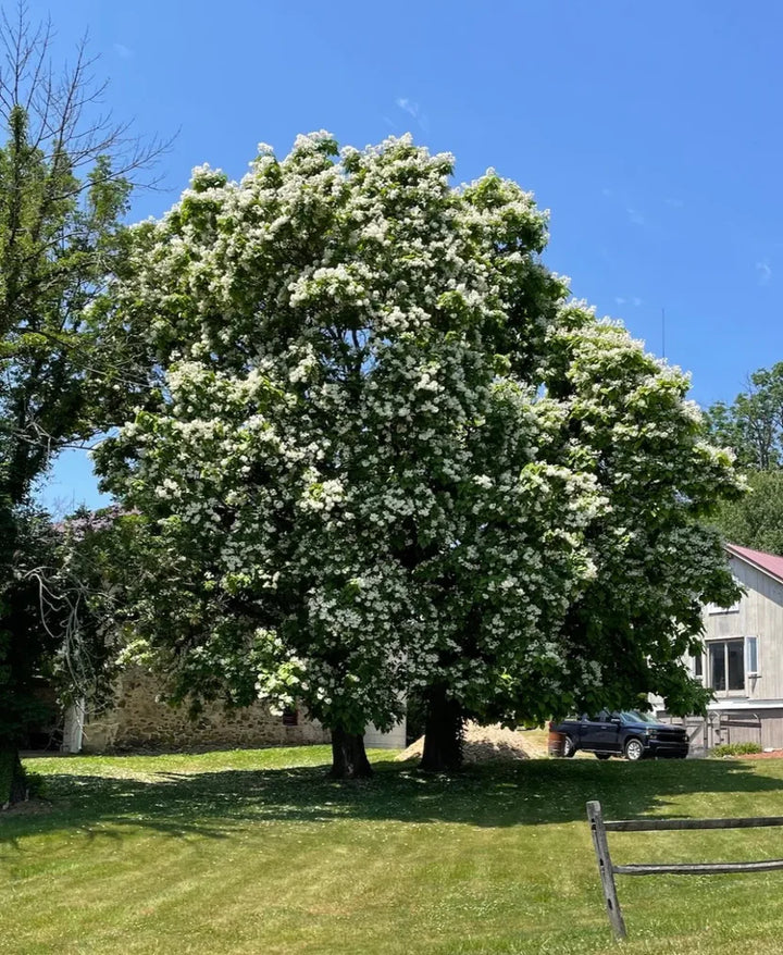 Catalpa Tree Shape Catalpa Tree | Fast-Growing Flowering Shade Tree – Ever Green Trees Store