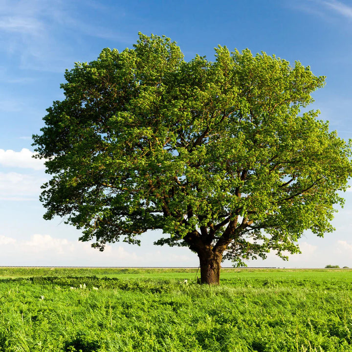 Chestnut Oak | Hardy Native Shade Tree – Ever Green Trees Store