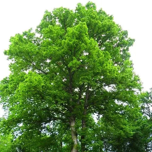 Chestnut Oak | Hardy Native Shade Tree – Ever Green Trees Store