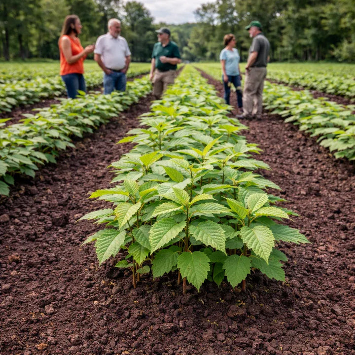 Chestnut Oak for Sale | Healthy Quercus montana Saplings – Ever Green ...