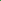 Christmas Fern (Polystichum acrostichoides)