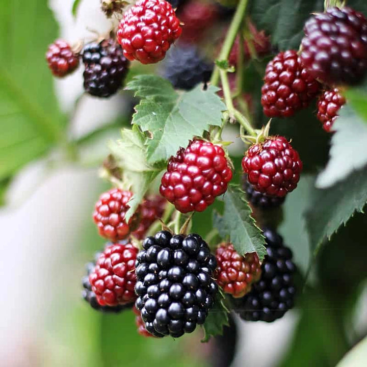 Buy Dewberry Plants Online | Rubus caesius | Hardy & Sweet – Ever Green ...