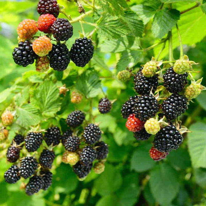 Buy Dewberry Plants Online | Rubus caesius | Hardy & Sweet – Ever Green ...