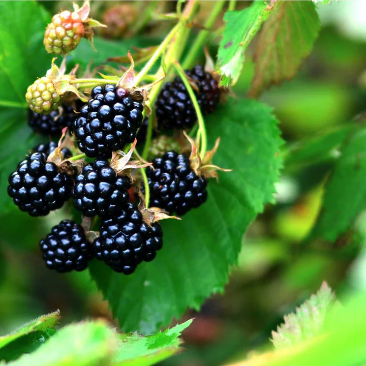 Buy Dewberry Plants Online | Rubus caesius | Hardy & Sweet – Ever Green ...