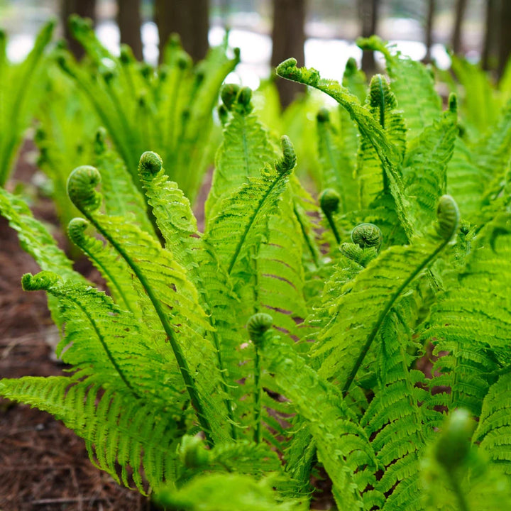 Shop Fiddlehead Fern | Decorative Fern for Shaded Areas – Ever Green ...