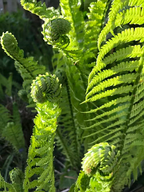 Shop Fiddlehead Fern | Decorative Fern for Shaded Areas – Ever Green ...