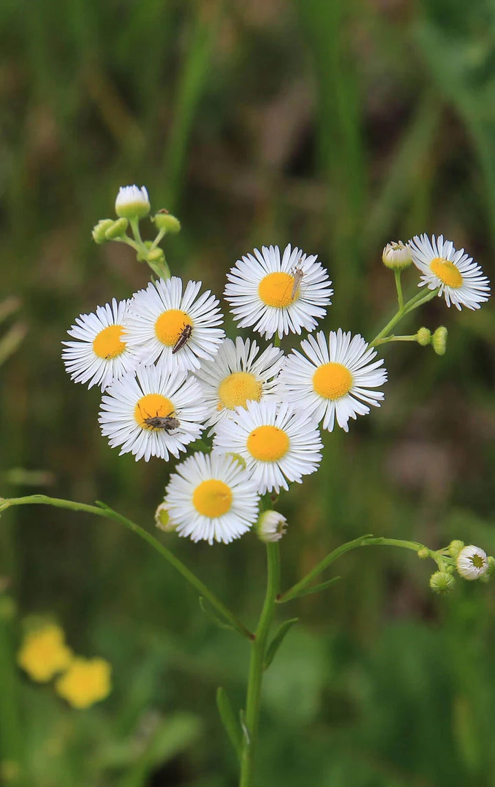 Fleabane Daisy Plant for Sale | Healthy Perennial Flowers – Ever Green ...