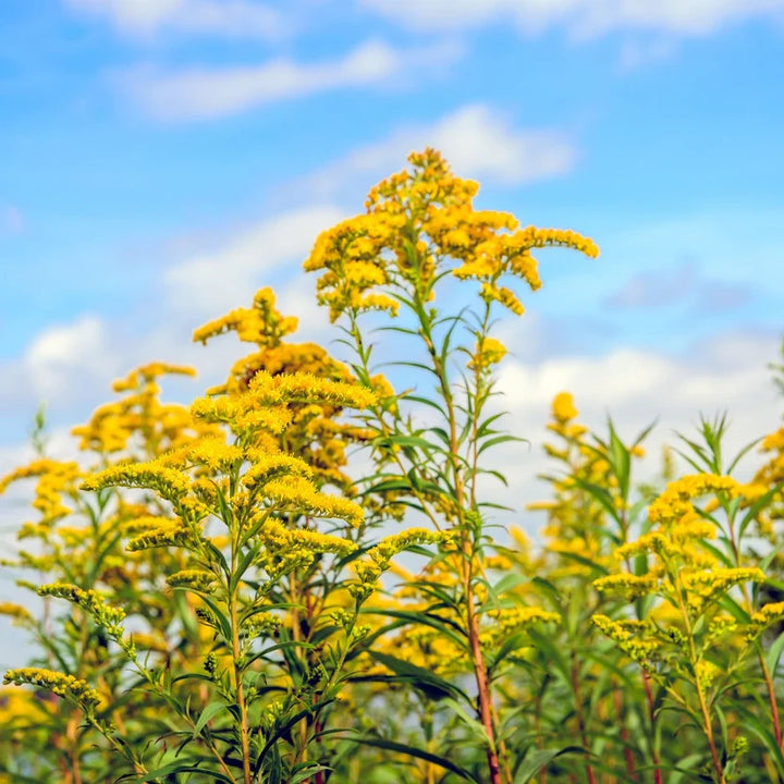 Tree Rods Natural Golden Rod for Sale | Buy Solidago Plants Online – Ever Green Trees Store