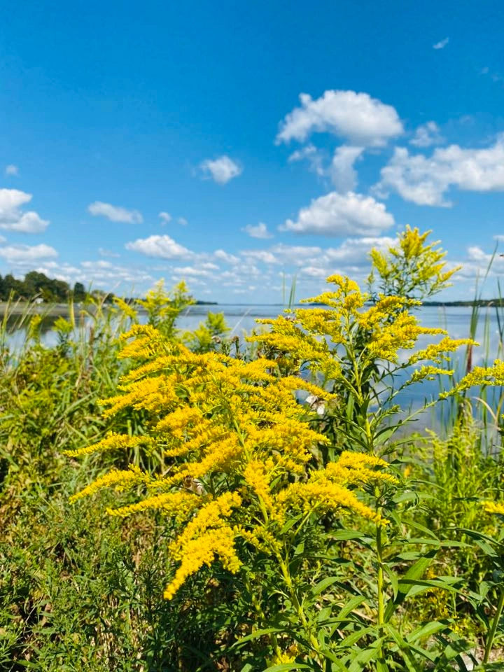 Tree Rods Natural Golden Rod for Sale | Buy Solidago Plants Online – Ever Green Trees Store