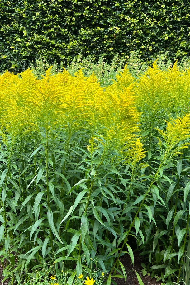 Golden Rod for Sale | Buy Solidago Plants Online – Ever Green Trees Store