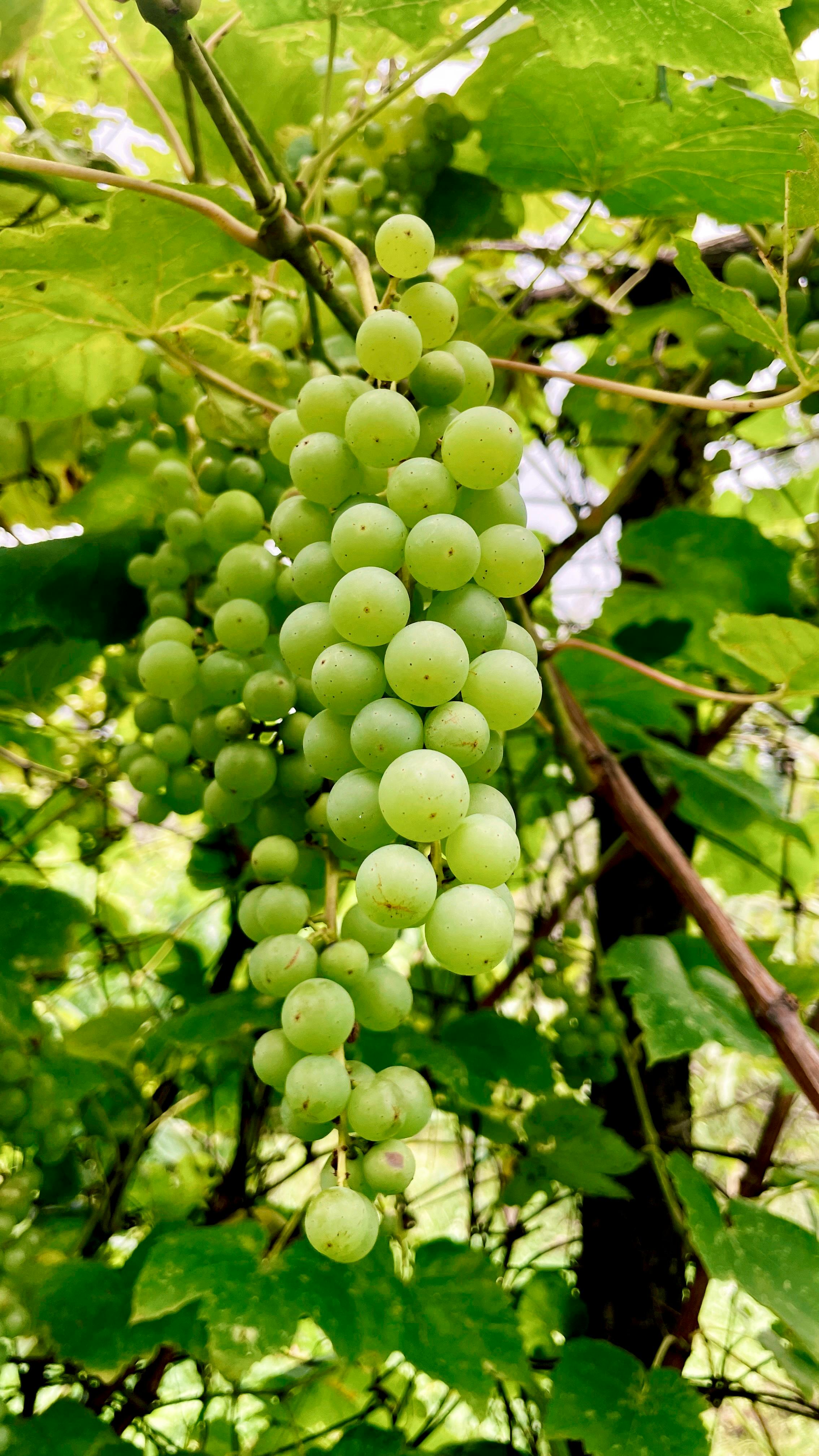 Grape Vines | Buy Healthy, Fast-Growing Garden Vines – Ever Green Trees ...