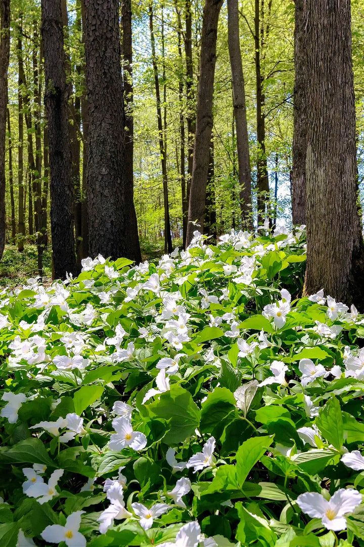 Great White Trillium for Sale | Beautiful Woodland Perennial – Ever ...