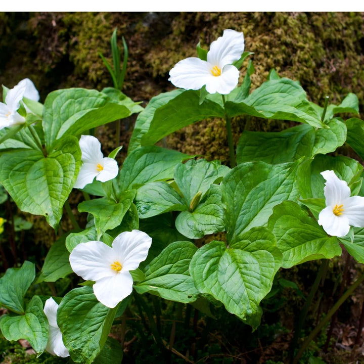 Great White Trillium for Sale | Beautiful Woodland Perennial – Ever ...