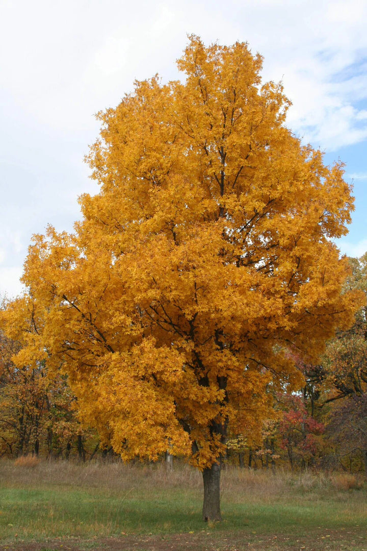 Hickory Trees for Sale | Native Shade Tree with Long Life – Ever Green ...