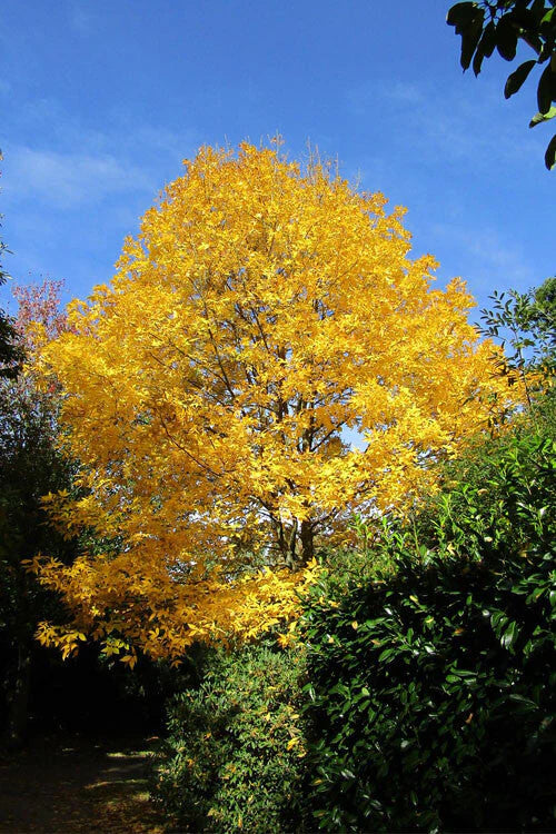 Hickory Trees for Sale | Native Shade Tree with Long Life – Ever Green ...