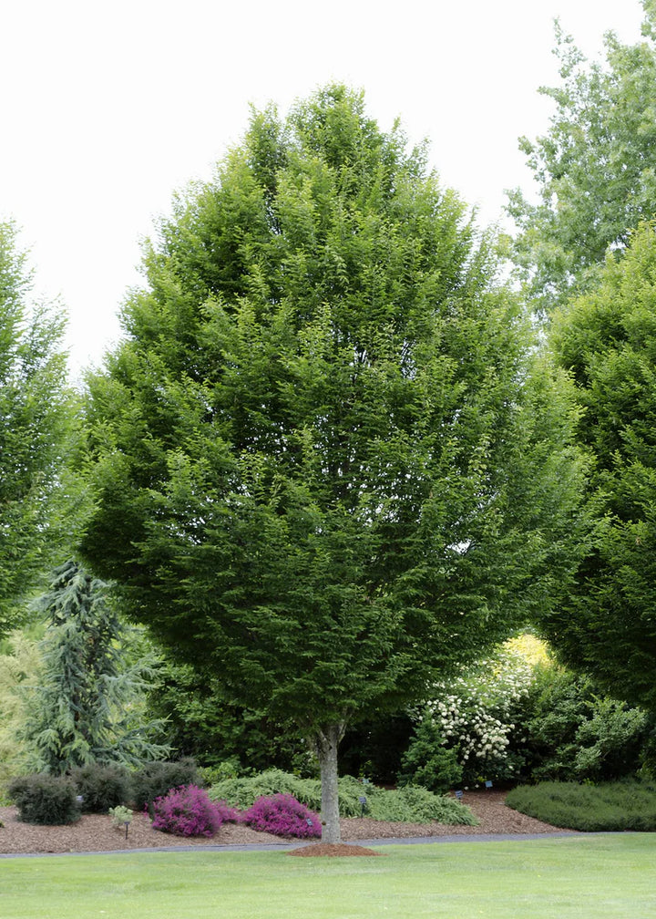 Hornbeam Trees | Strong Upright Landscape Tree – Ever Green Trees Store