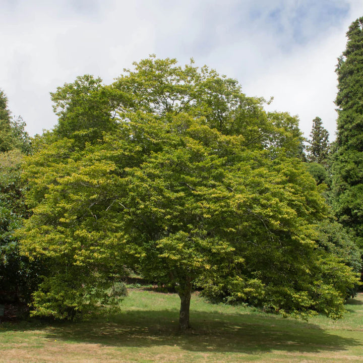 Hornbeam Trees | Strong Upright Landscape Tree – Ever Green Trees Store