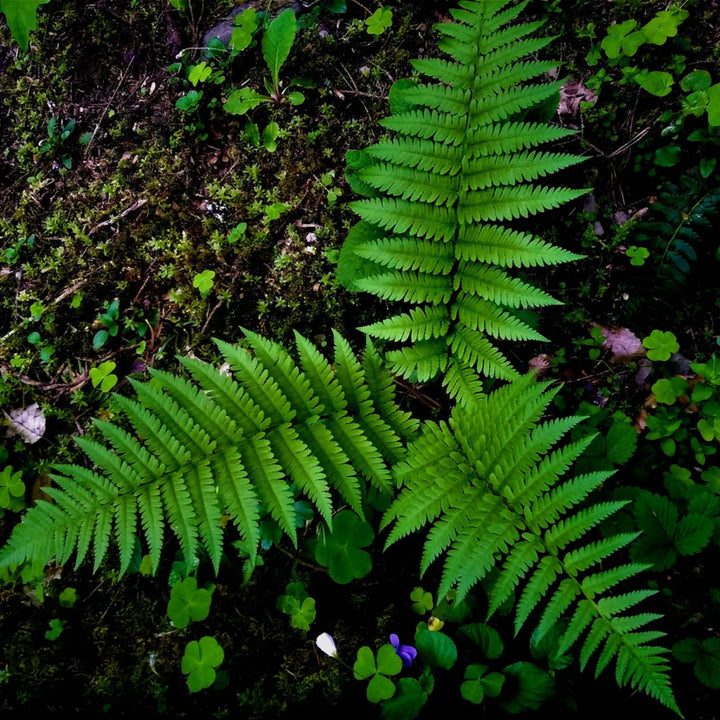 Shop Lady Fern | Delicate Hardy Fern for Shade Gardens – Ever Green ...