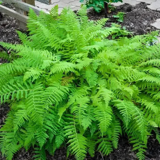 Shop Lady Fern | Delicate Hardy Fern for Shade Gardens – Ever Green ...