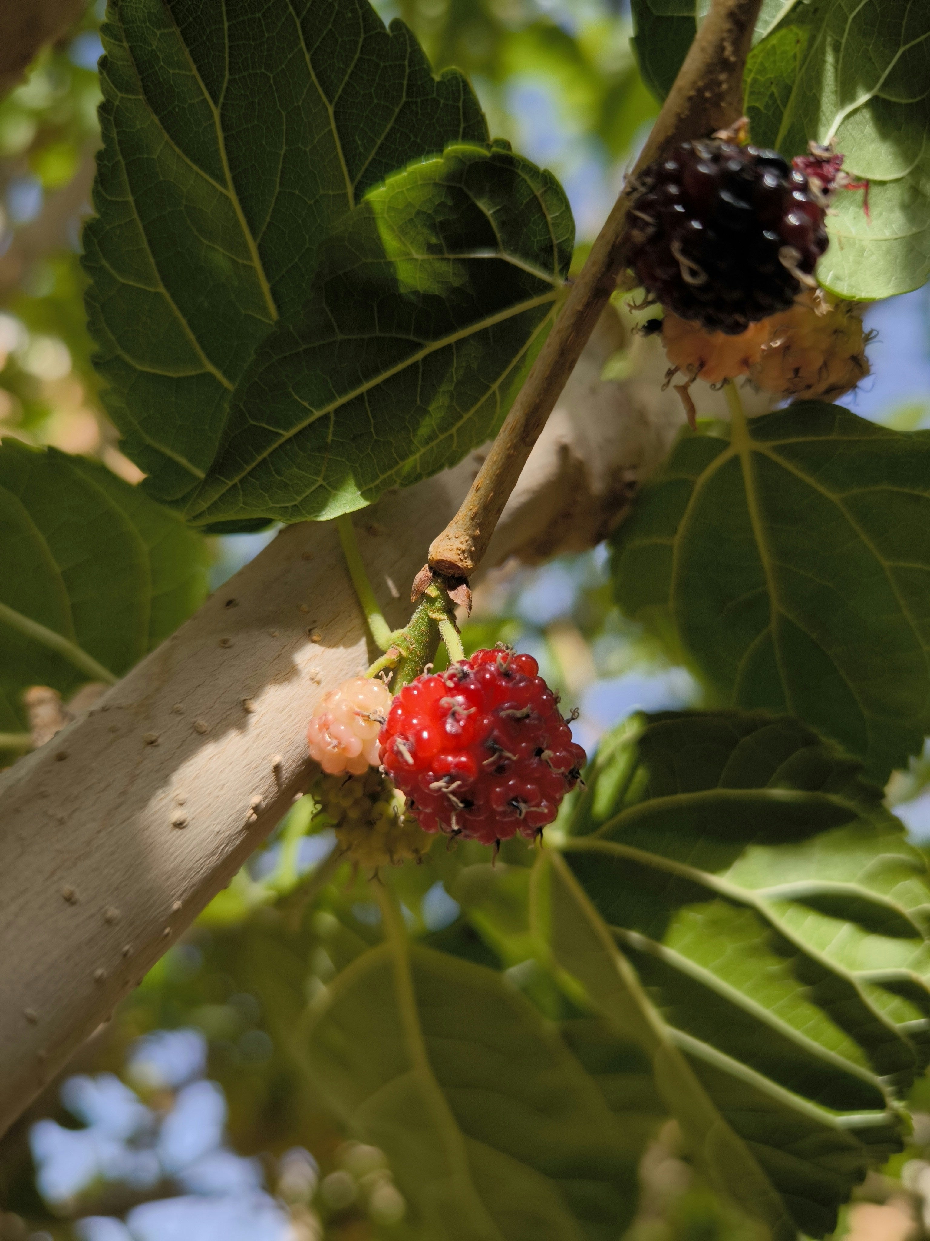 Multiberry Tree Buy Healthy Mulberry Trees Online | Shade & Sweet Fruit – Ever Green ...