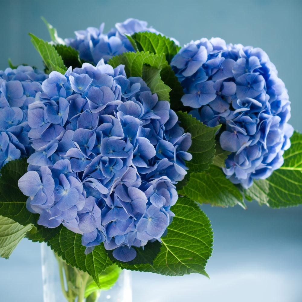 Nikko Blue Hydrangeas for Sale - Healthy, Blooming Plants – Ever Green ...