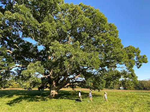 Large Oak Trees for Sale | Classic Overcup Oak – Ever Green Trees Store