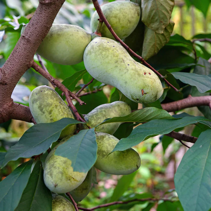 Paw Paw for Sale | Healthy Pawpaw Fruit Tree – Ever Green Trees Store