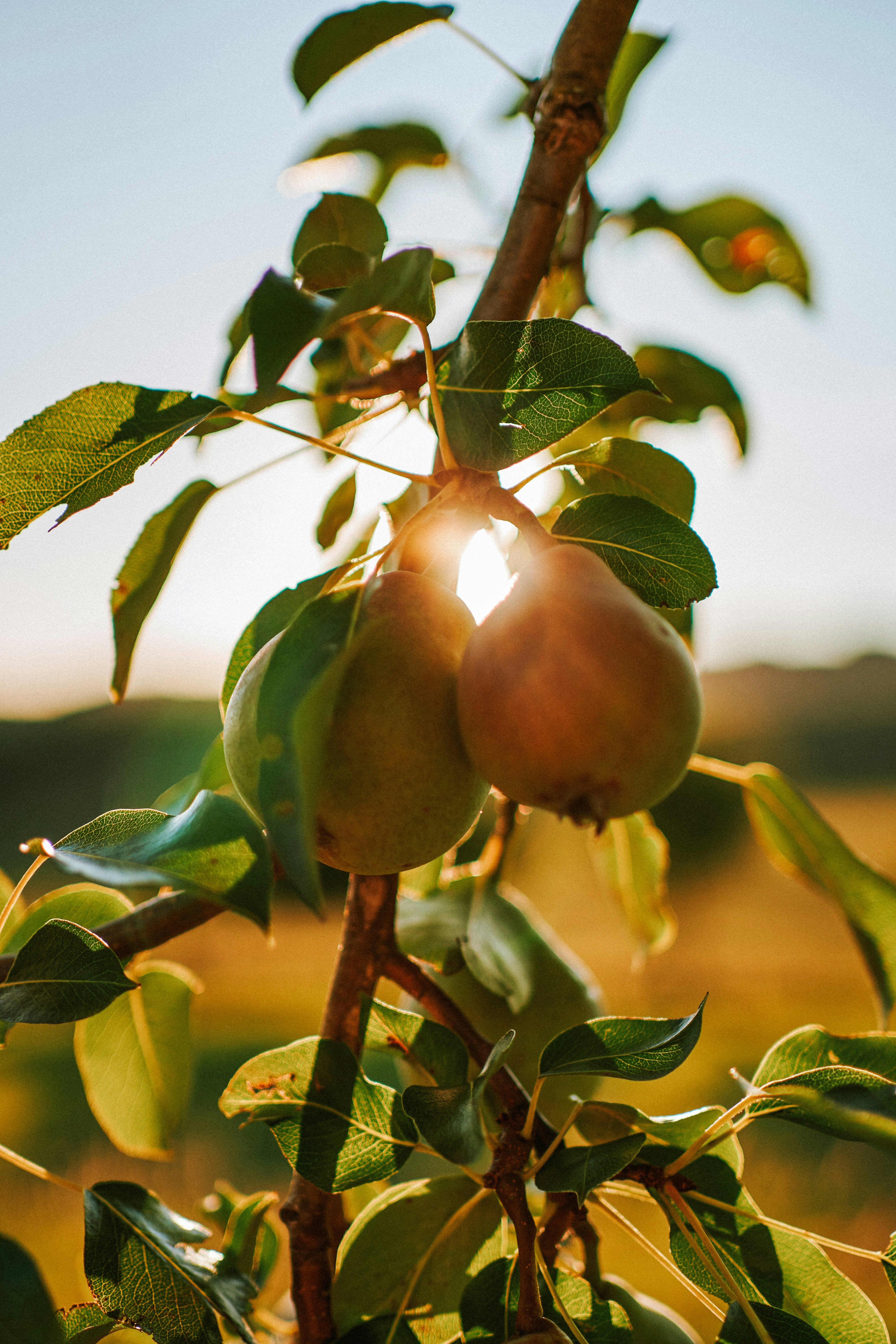 Pear Trees for Sale | Premium Fruit Trees for Home Gardens – Ever Green ...