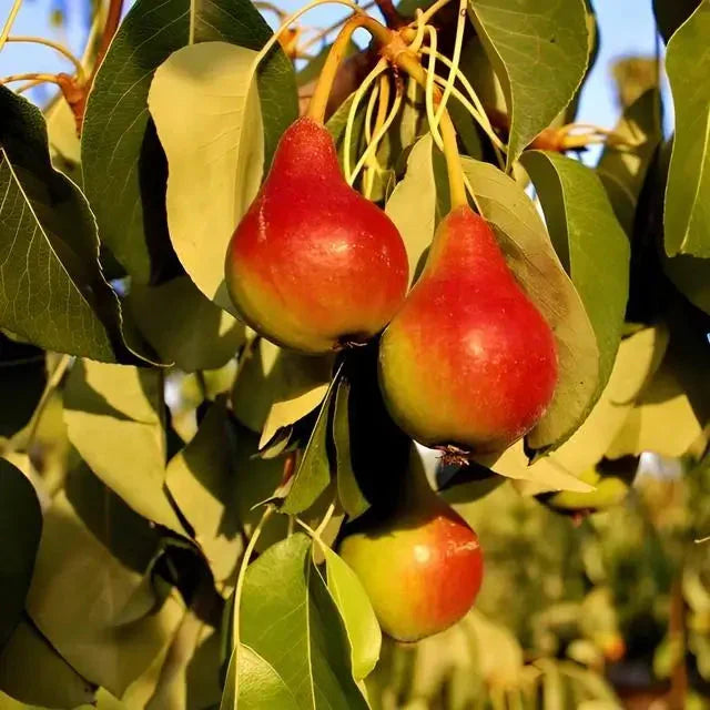 Pear Trees for Sale | Premium Fruit Trees for Home Gardens – Ever Green ...