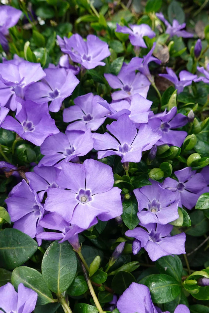 Periwinkle Plant for Sale | Bigleaf Evergreen Ground Cover – Ever Green ...