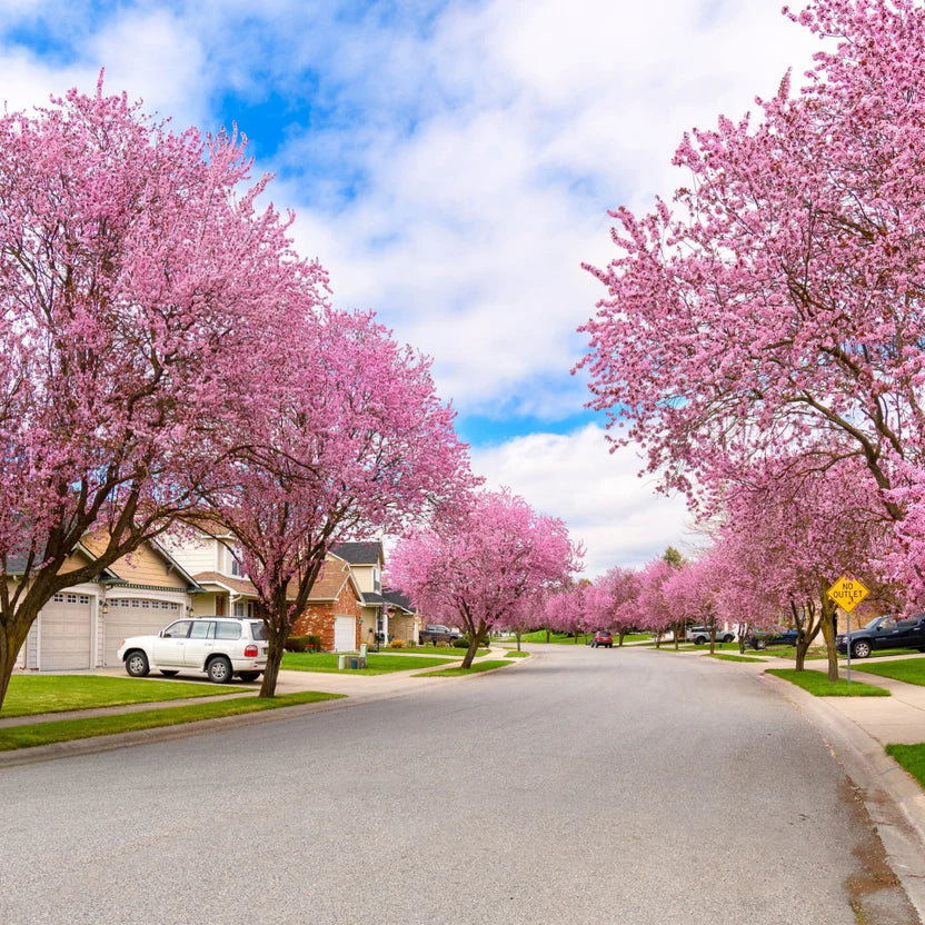 Buy Pink Dogwood | Elegant Spring-Blooming Tree – Ever Green Trees Store