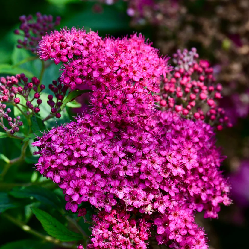 Pink Spirea Plants for Sale - Vibrant Spring Blooms – Ever Green Trees ...