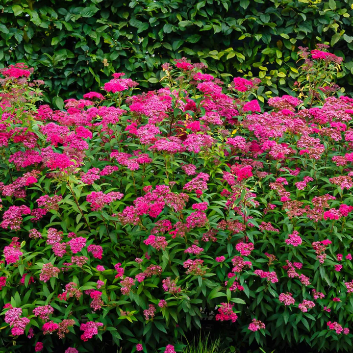 Pink Spirea Plants for Sale - Vibrant Spring Blooms – Ever Green Trees ...