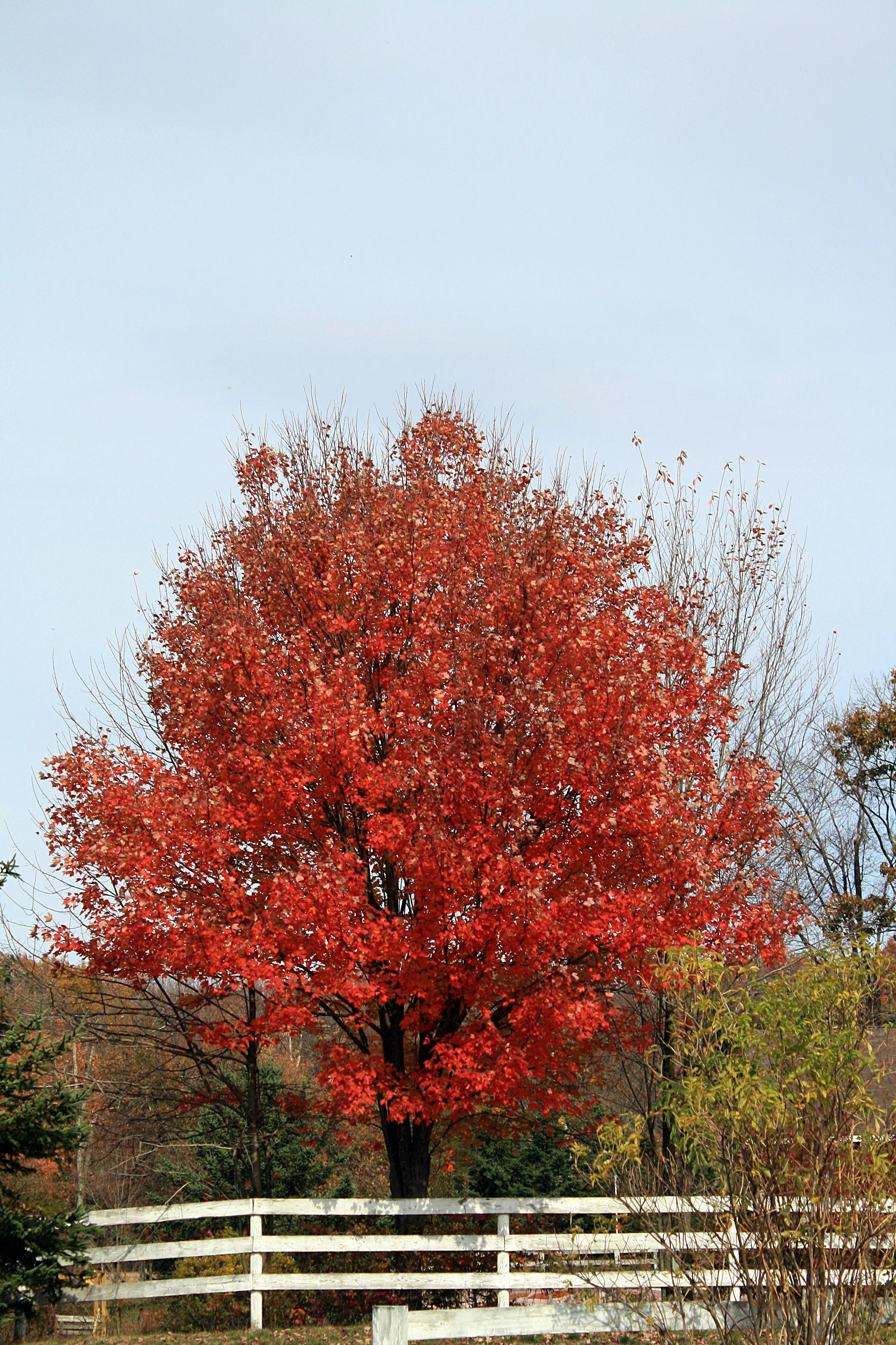 Buy Red Dogwood Tree | Classic Red Flowering Tree – Ever Green Trees Store