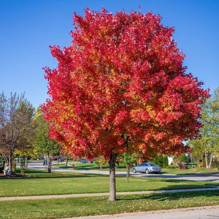 Red Sunset Maple Tree | Brilliant Fall Color – Ever Green Trees Store