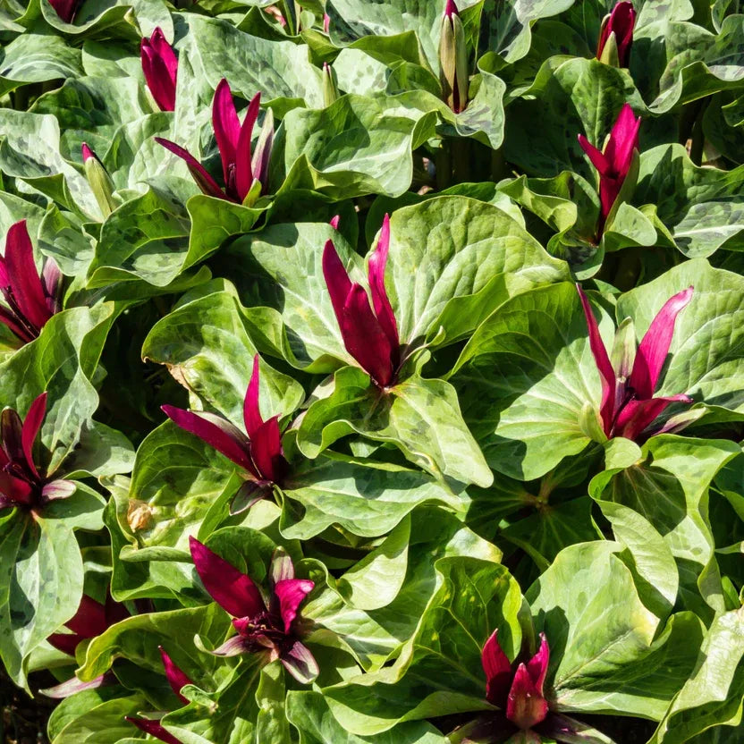 Red Wake Robin Trillium for Sale | Trillium erectum – Ever Green Trees ...