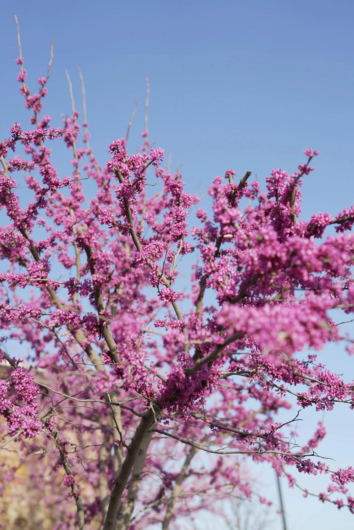 Forest Pansy Redbud | Striking Color for Landscapes – Ever Green Trees ...