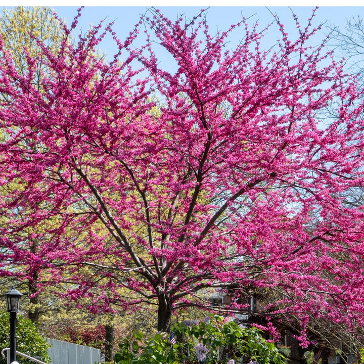 Forest Pansy Redbud | Striking Color for Landscapes – Ever Green Trees ...