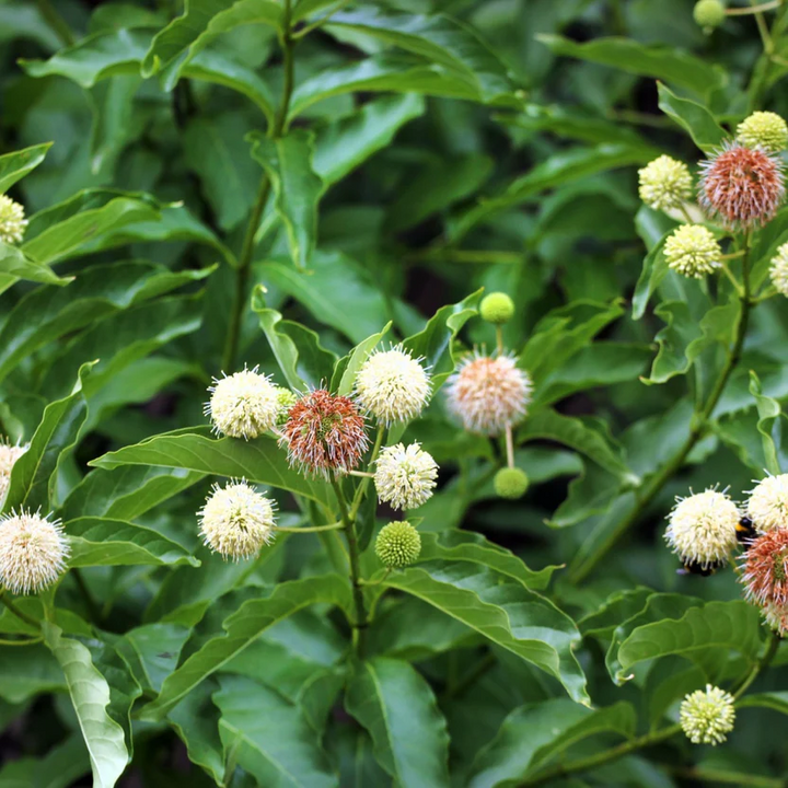 Healthy Button Bush for Sale - Attractive Garden Shrubs – Ever Green ...