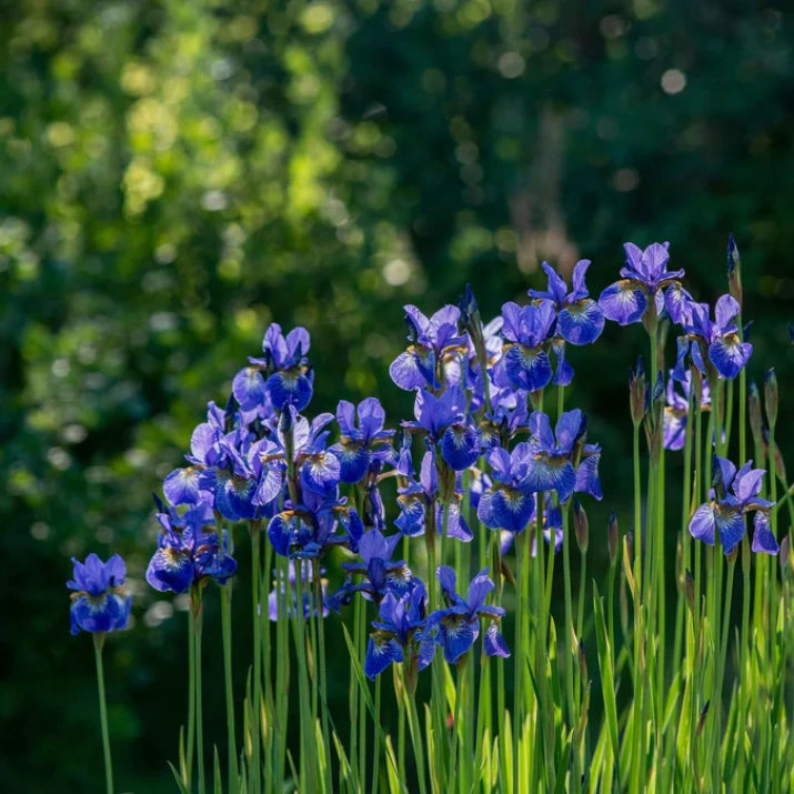 Buy Siberian Iris Plants Online | Iris sibirica – Ever Green Trees Store