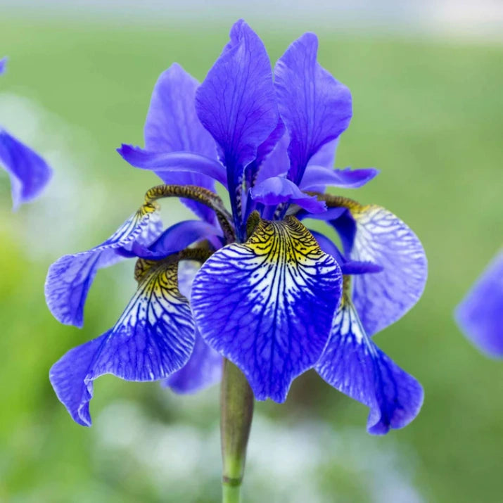 Buy Siberian Iris Plants Online | Iris sibirica – Ever Green Trees Store